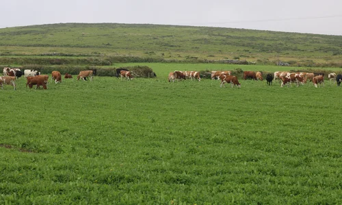 Cows grazing in the Penwith landscape